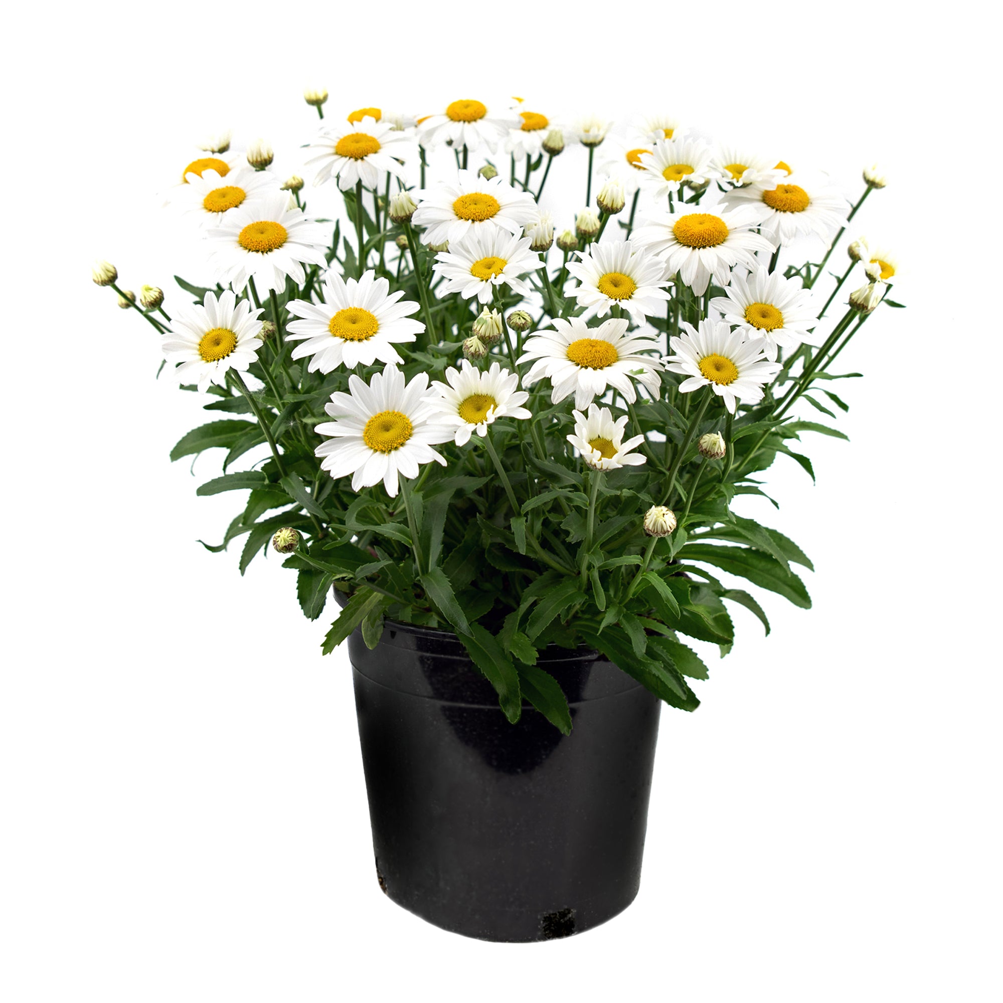 Leucanthemum (Shasta Daisy) (2 Gal)