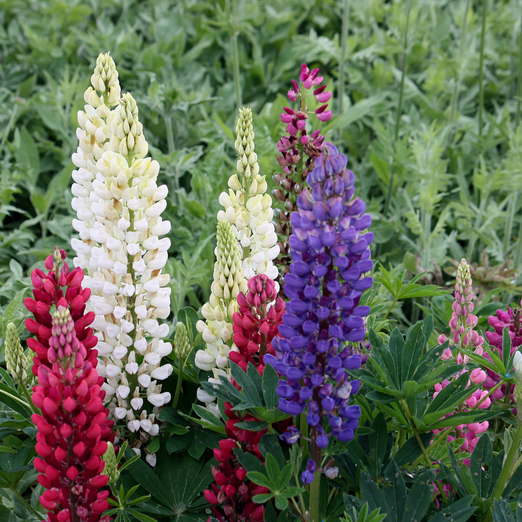 Lupine (2 Gal)
