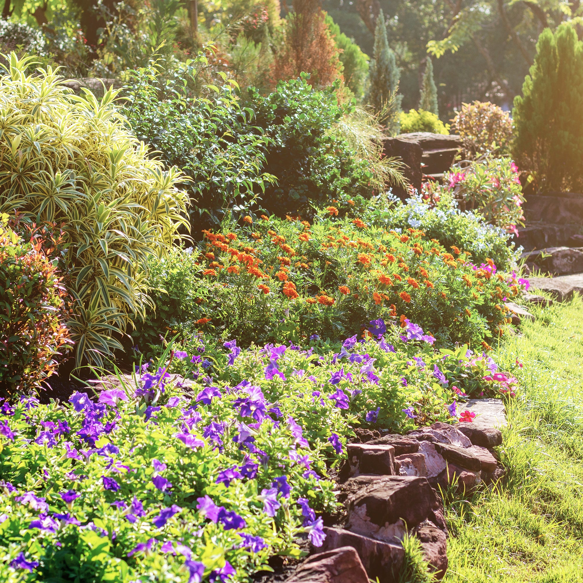 Perennial Assortment (4")