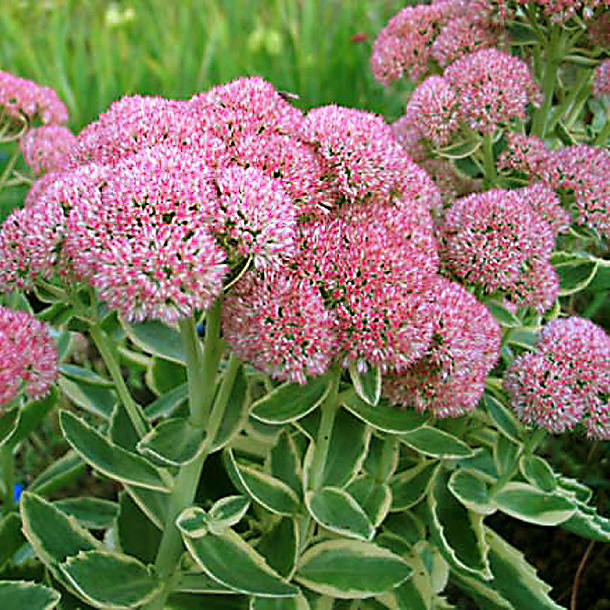 Sedum (2 Gal)