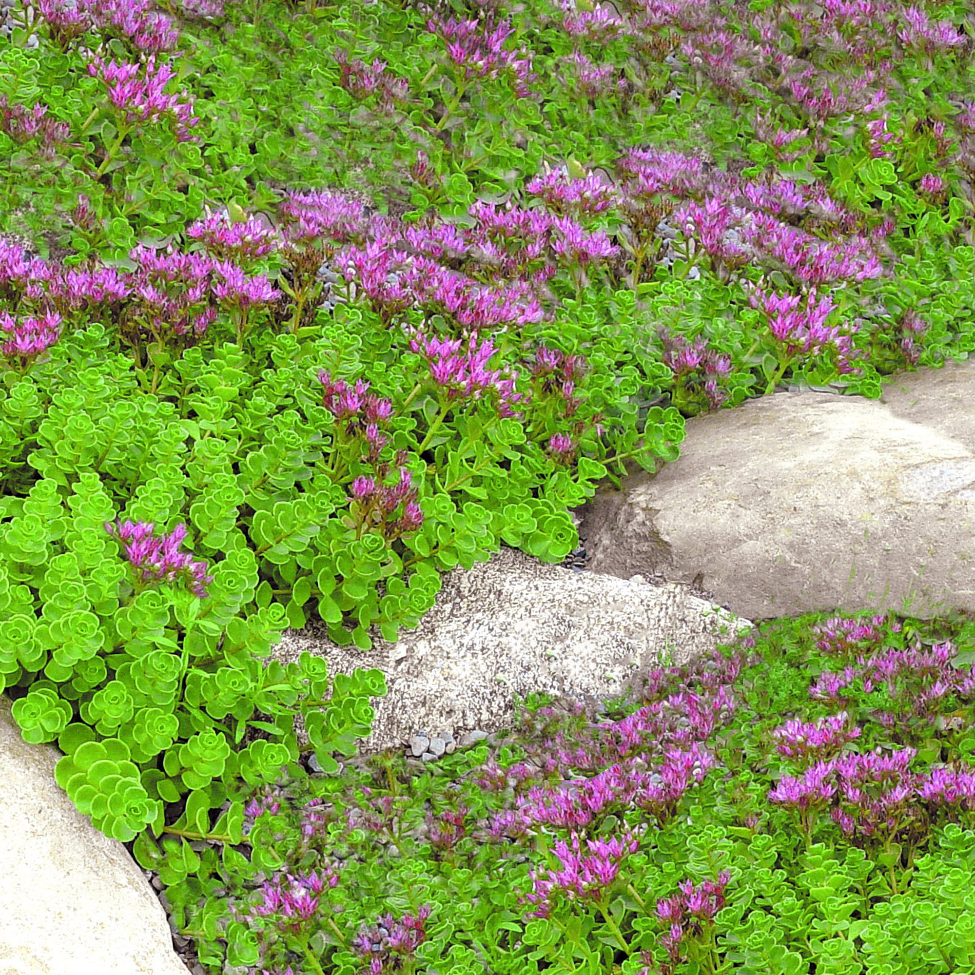 Sedum (2 Gal)