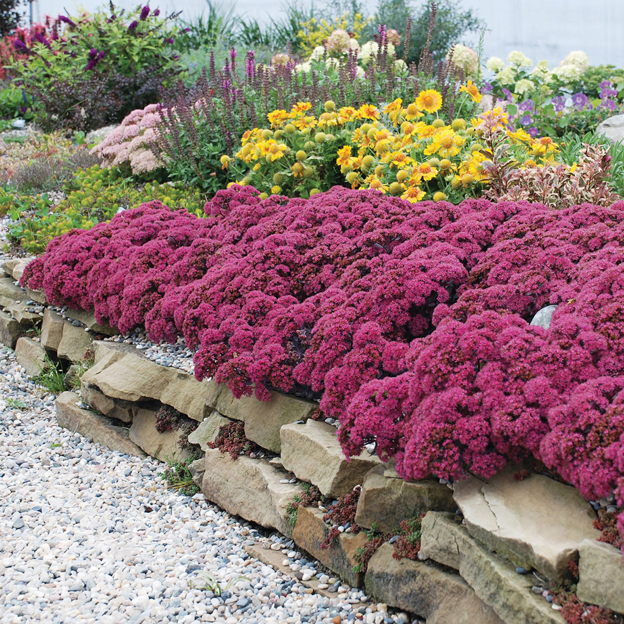 Sedum (2 Gal)