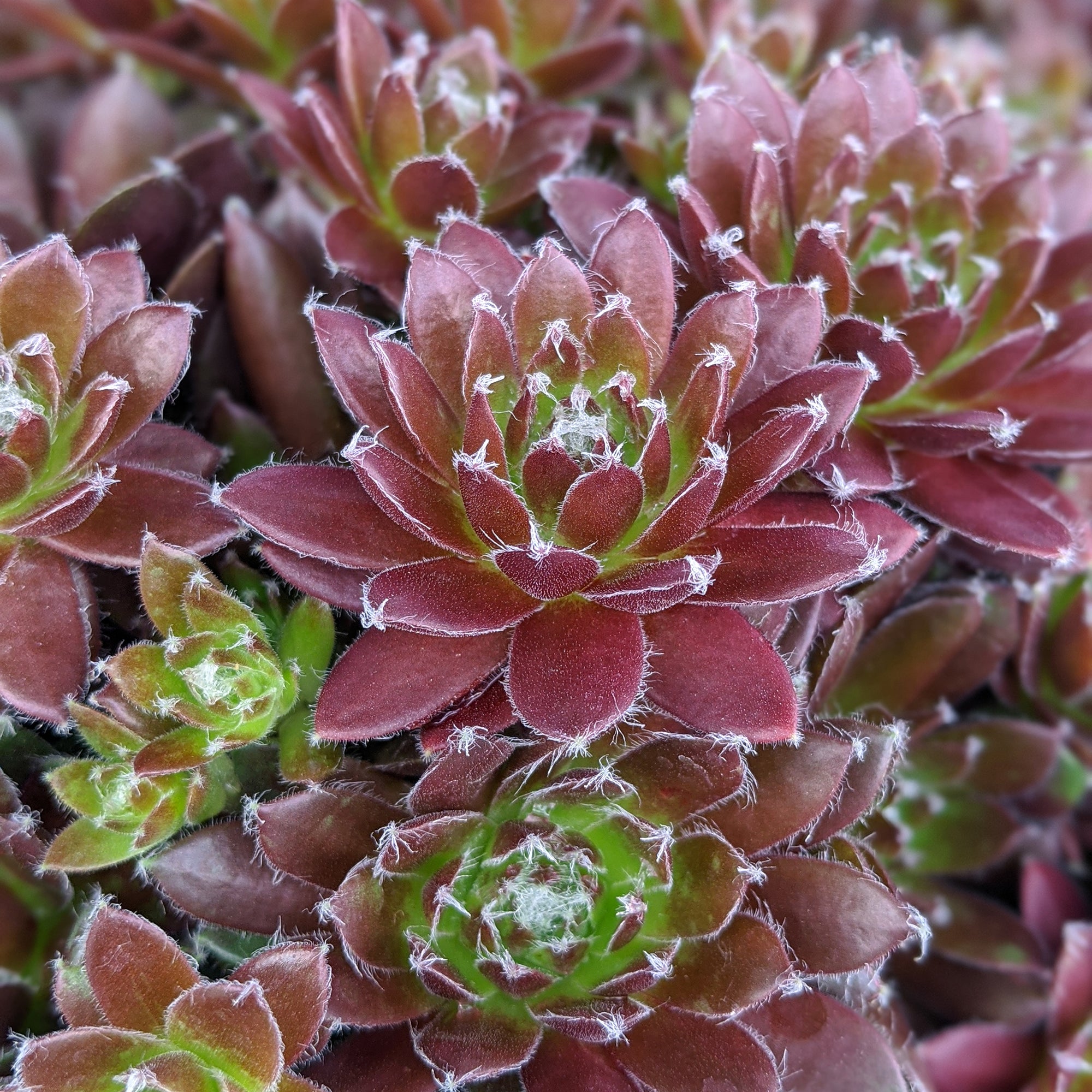 Sempervivum (Hens & Chicks) (2 Gal)