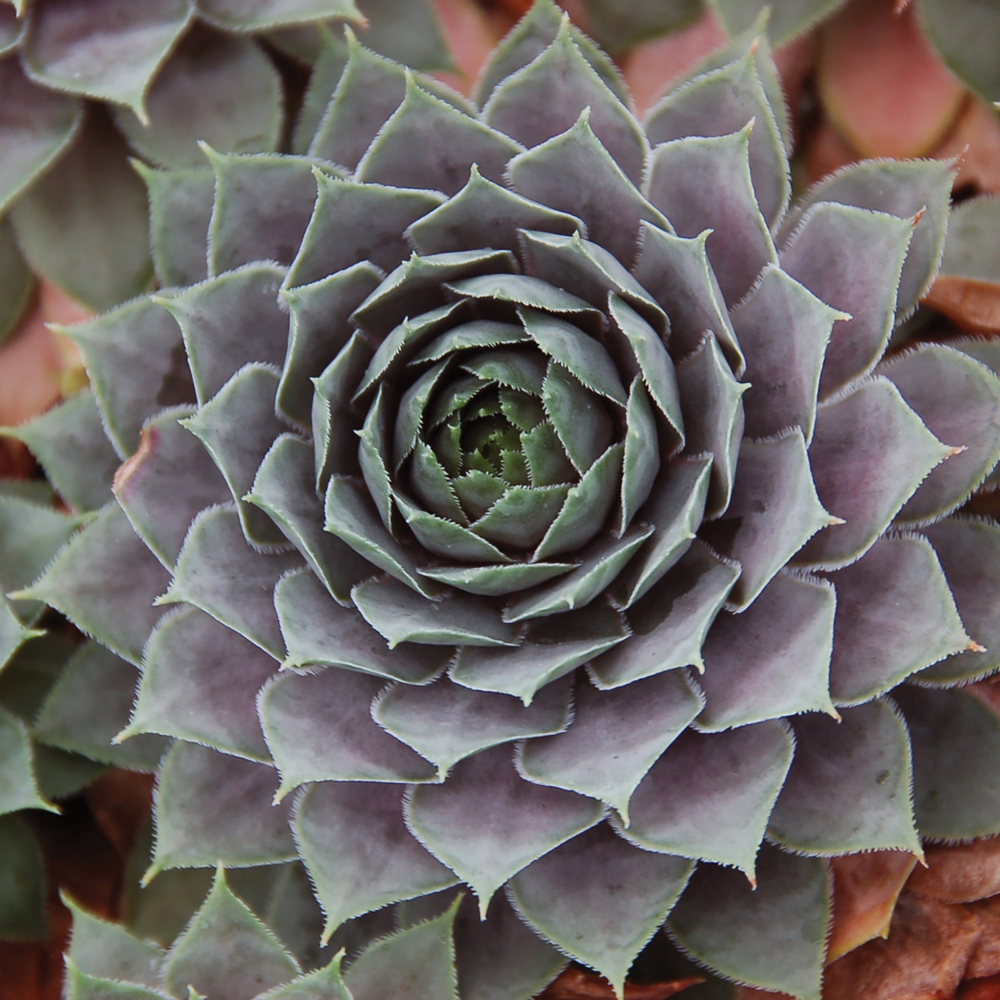 Sempervivum (Hens & Chicks) (2 Gal)