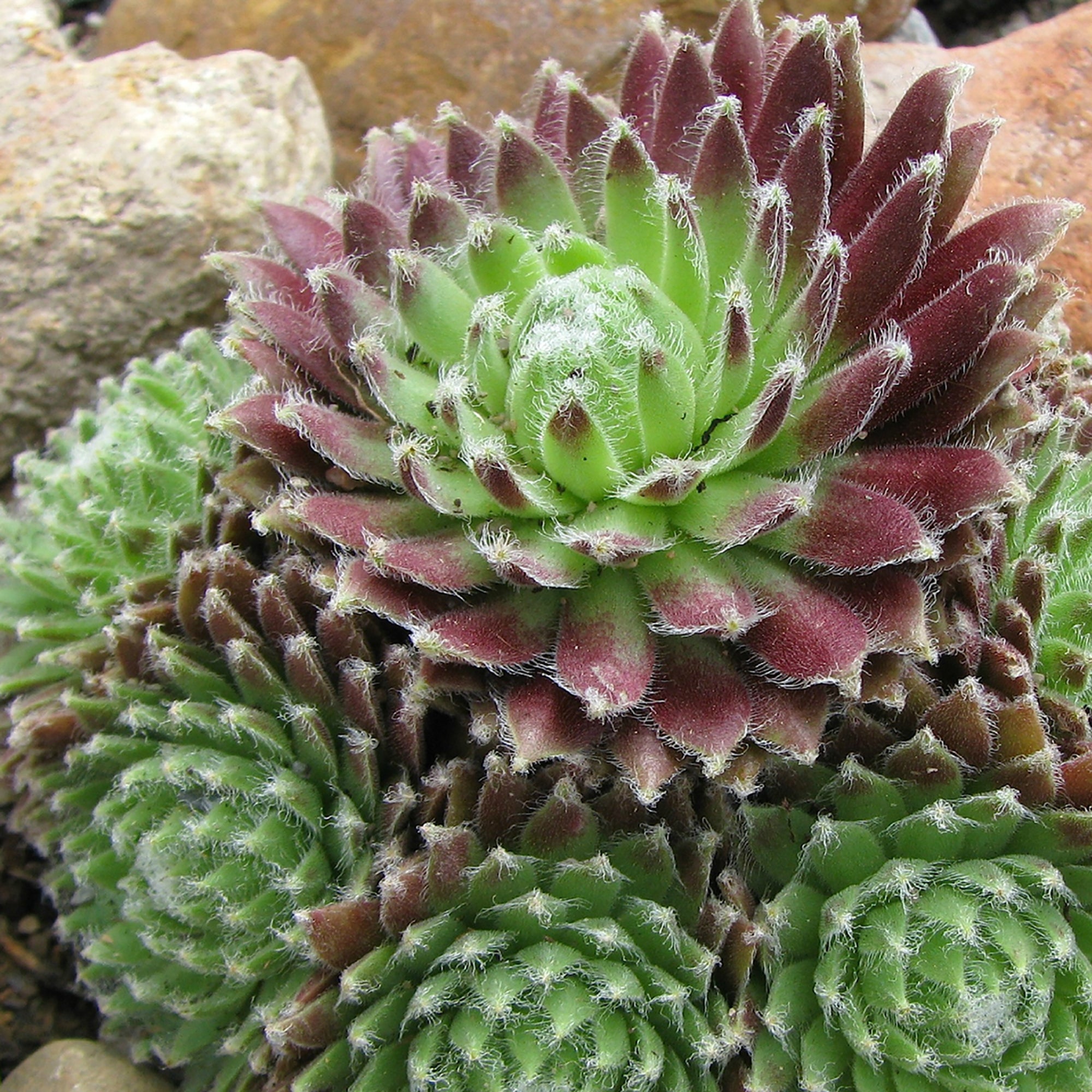 Sempervivum (Hens & Chicks) (2 Gal)