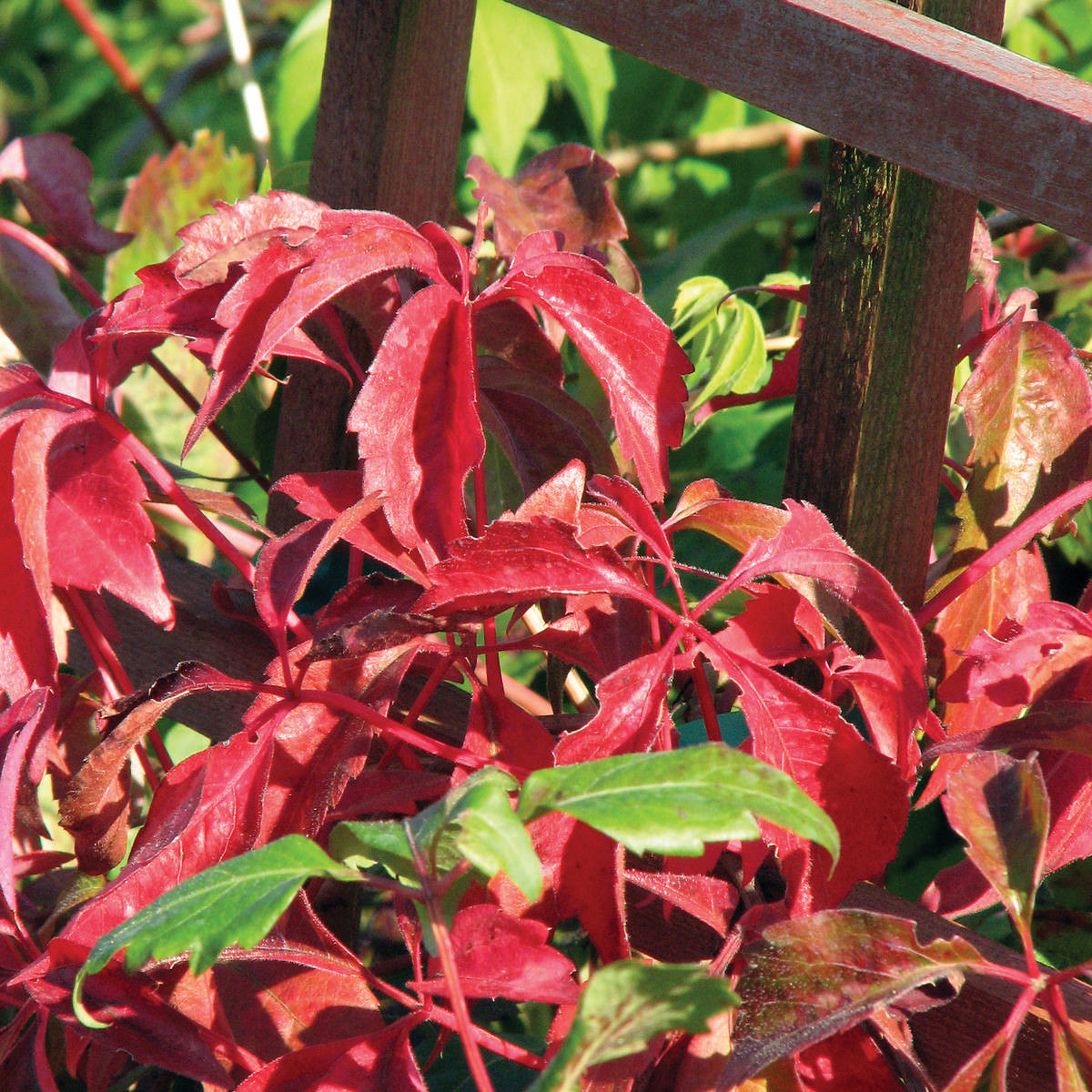 Vine (1 Gal)