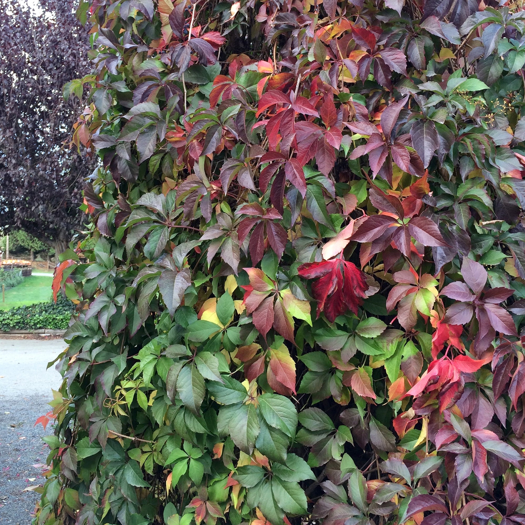 Vine (1 Gal)