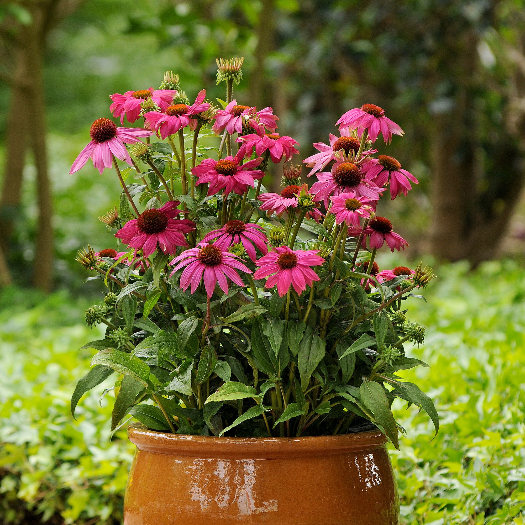 Perennial Assortment (4")