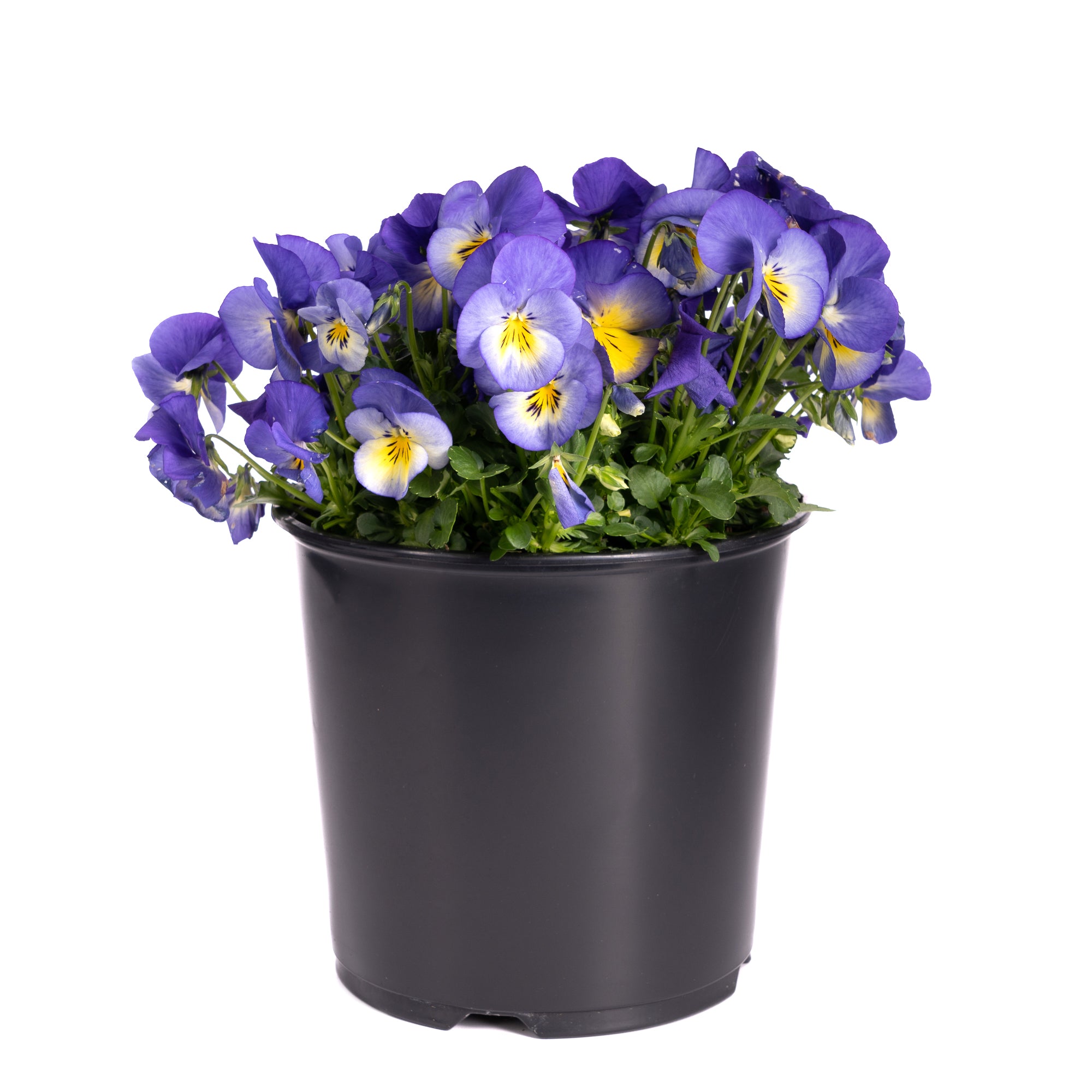 Viola (2 Gal)