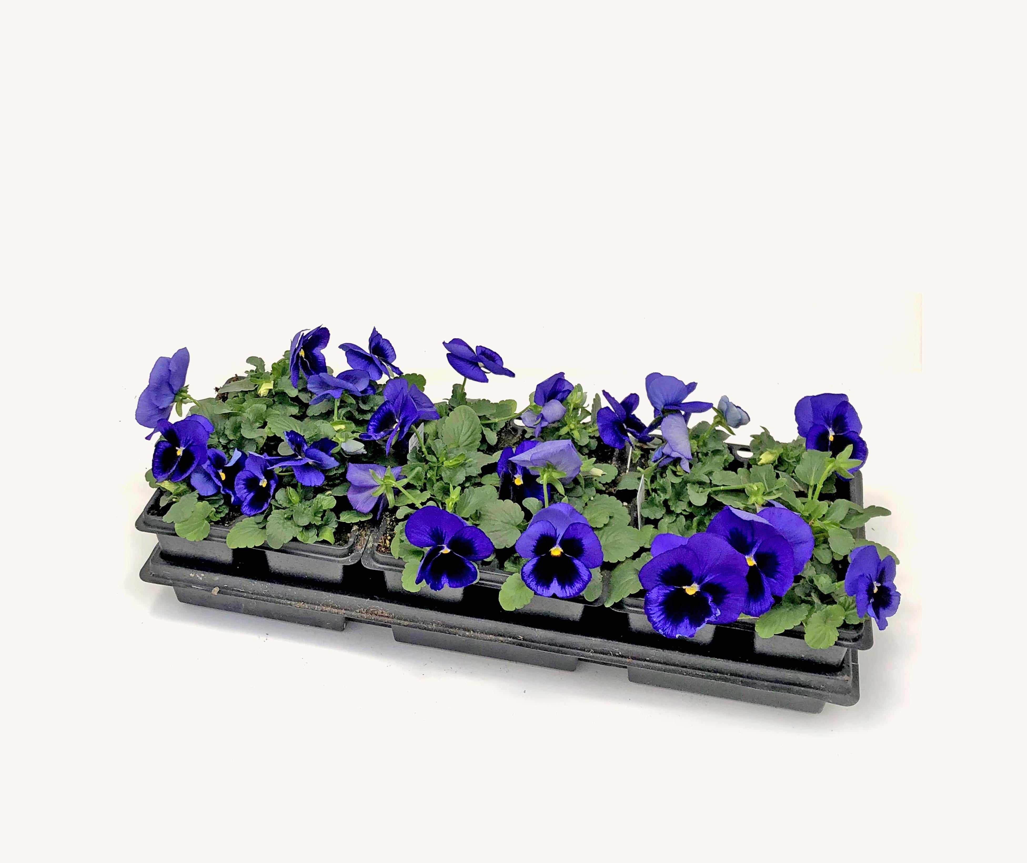 Pansy (Cell Pack)