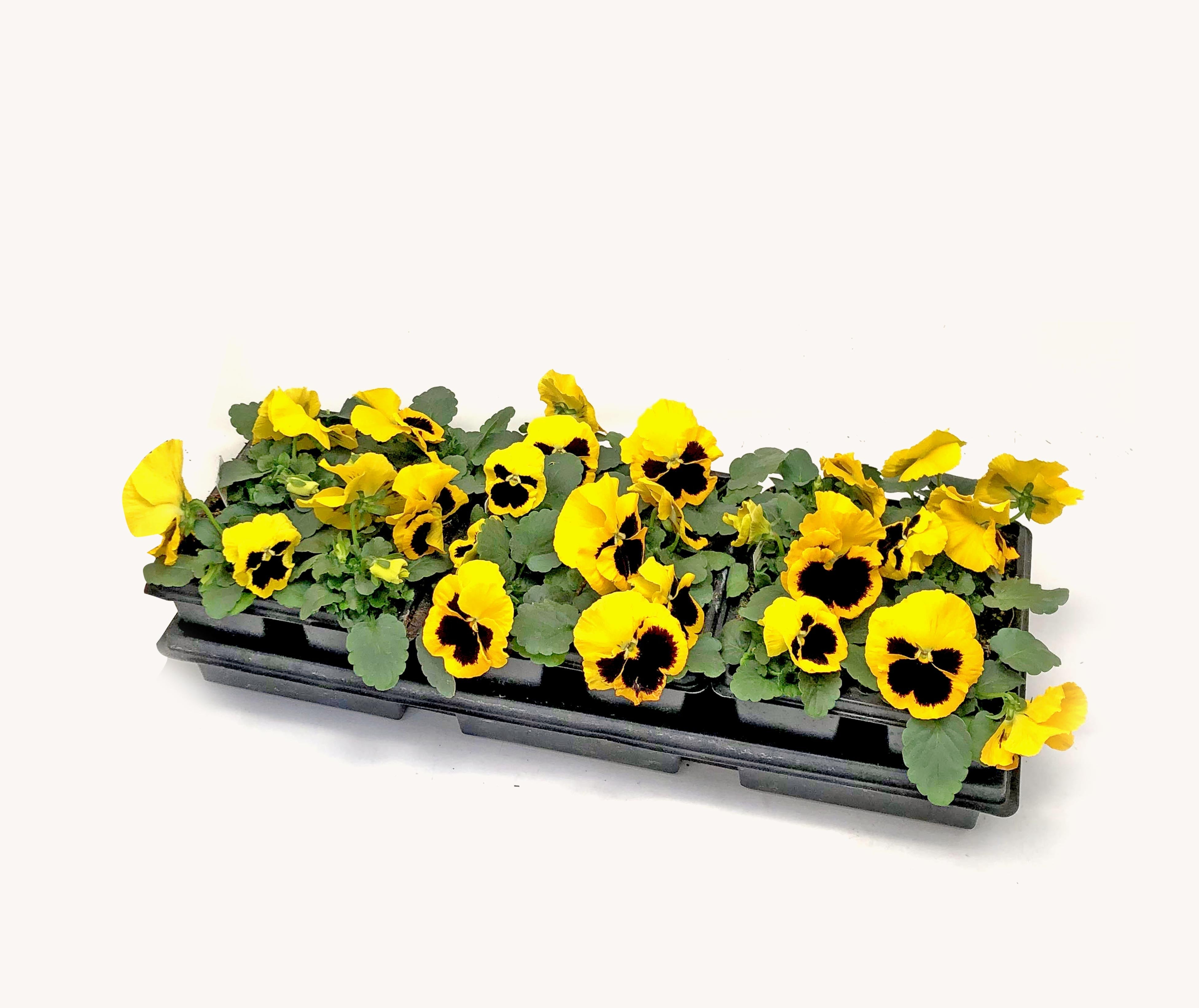 Pansy (Cell Pack)