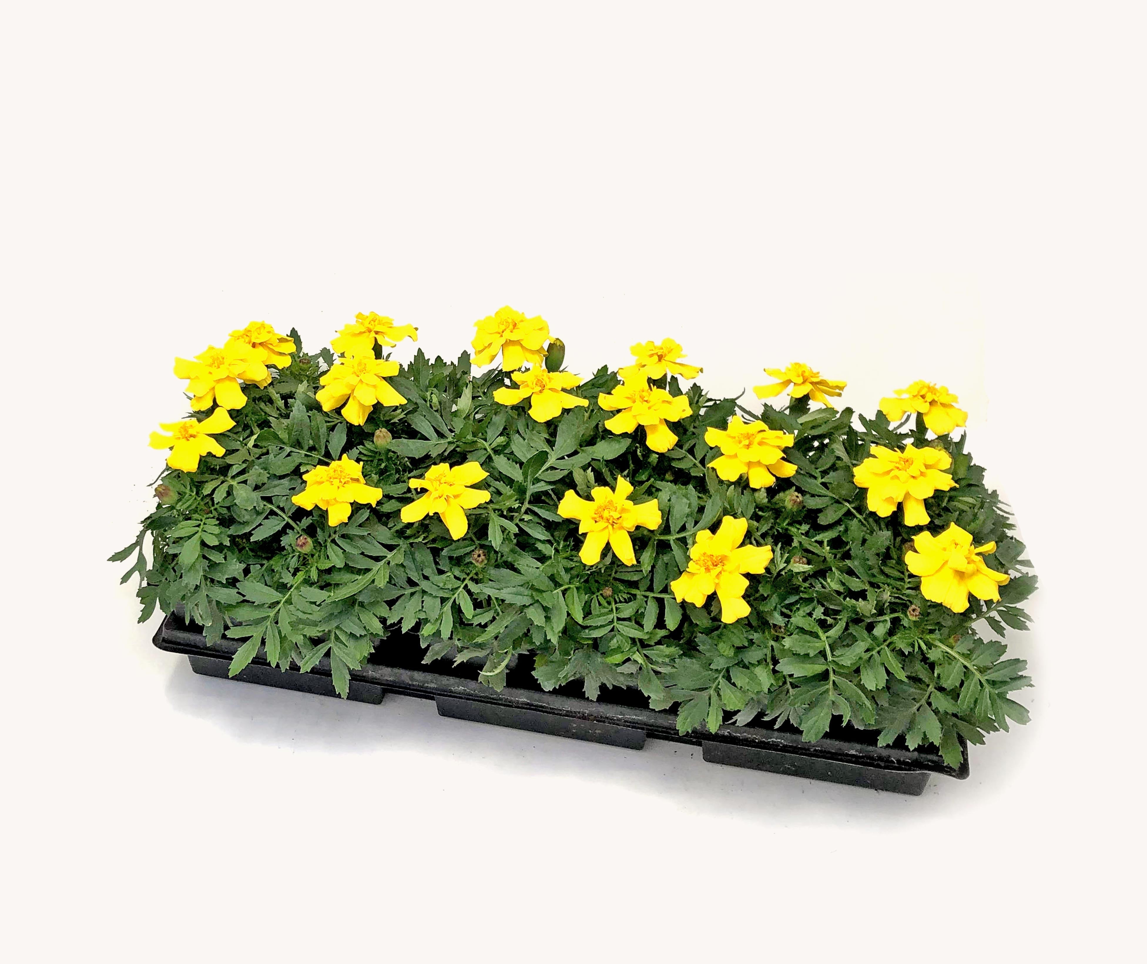Marigold (Cell Pack)