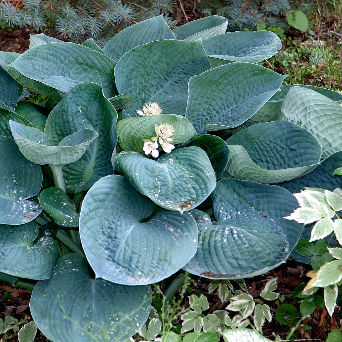 Hostas Assorted (2 Gal)