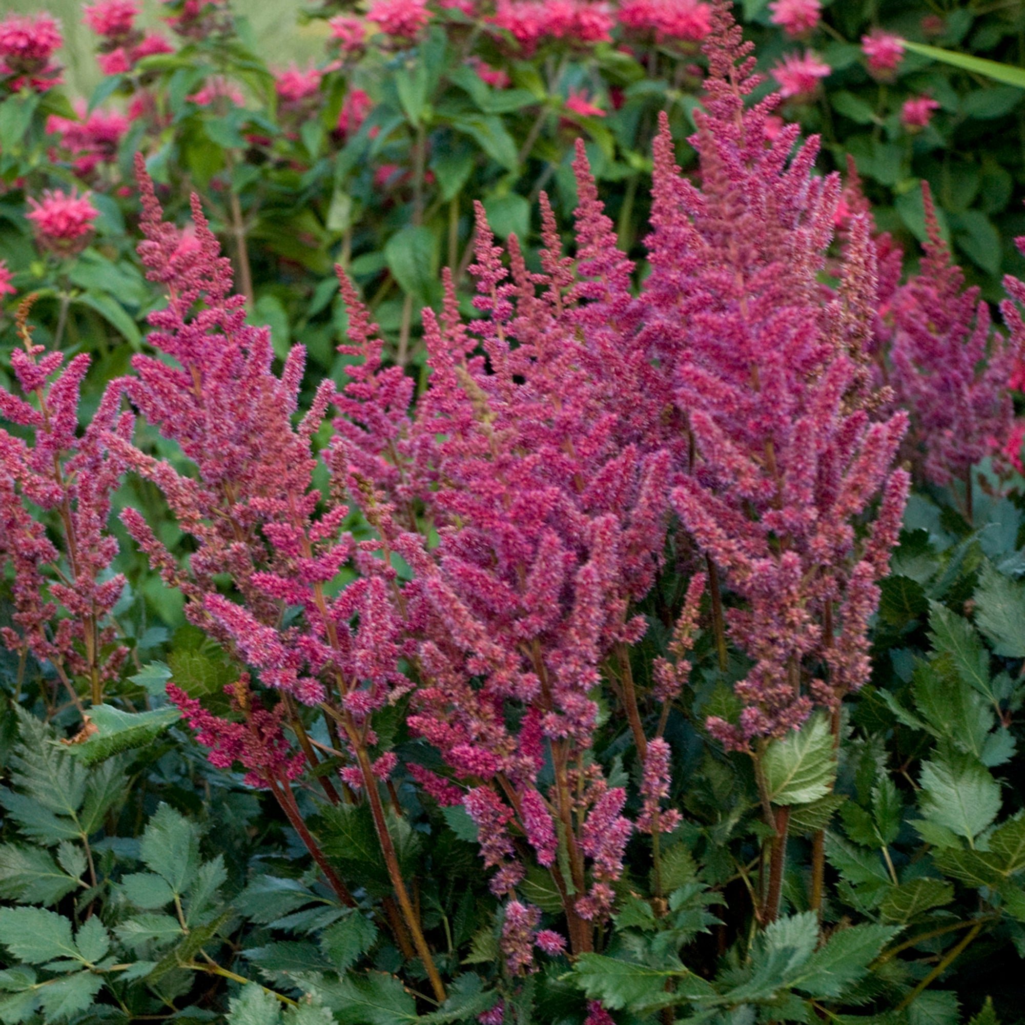 Astilbe (2 Gal)