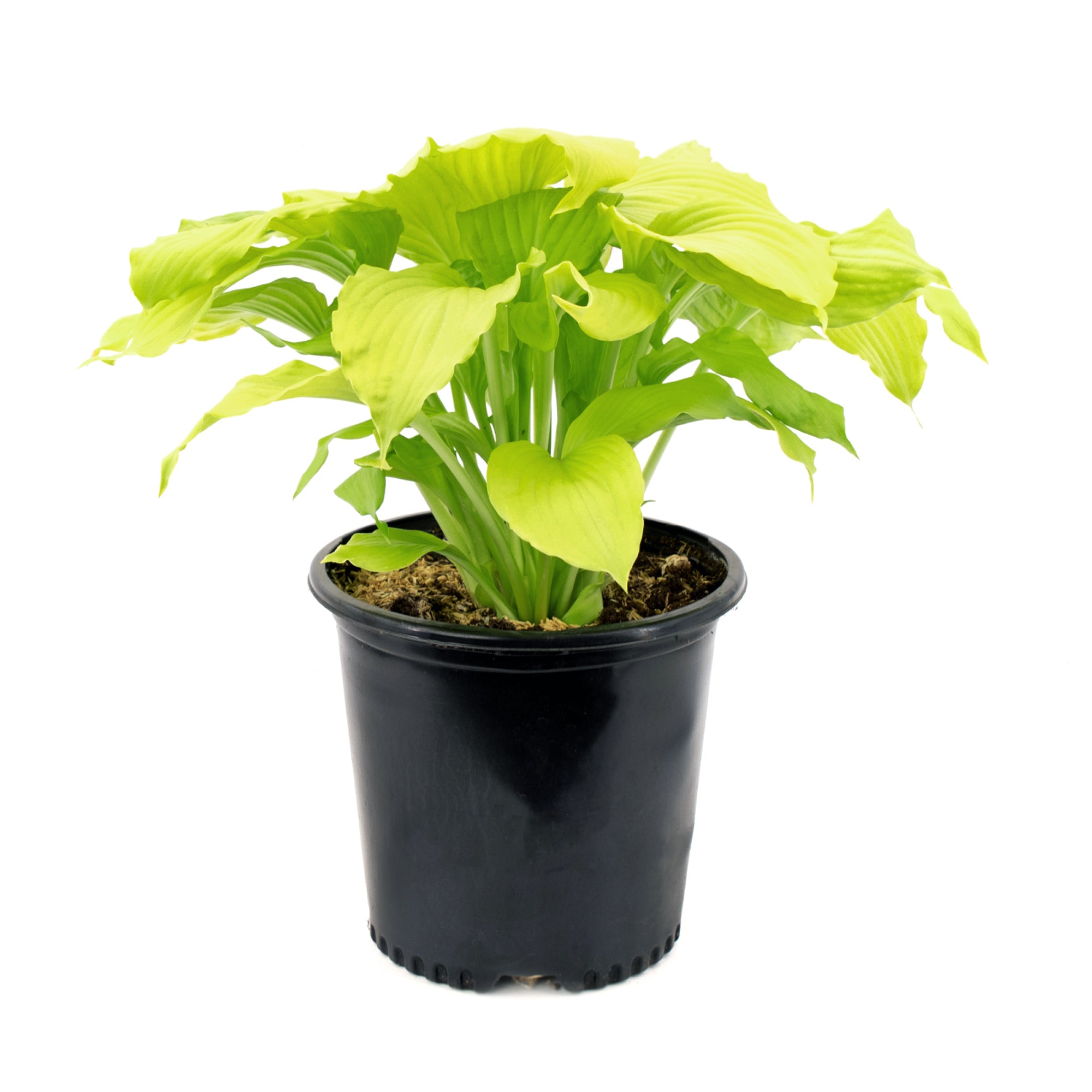 Hostas Assorted (2 Gal)