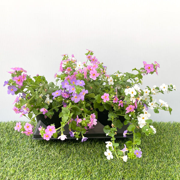 Bacopa Multi-Colour (6" Pot) 2 Pack