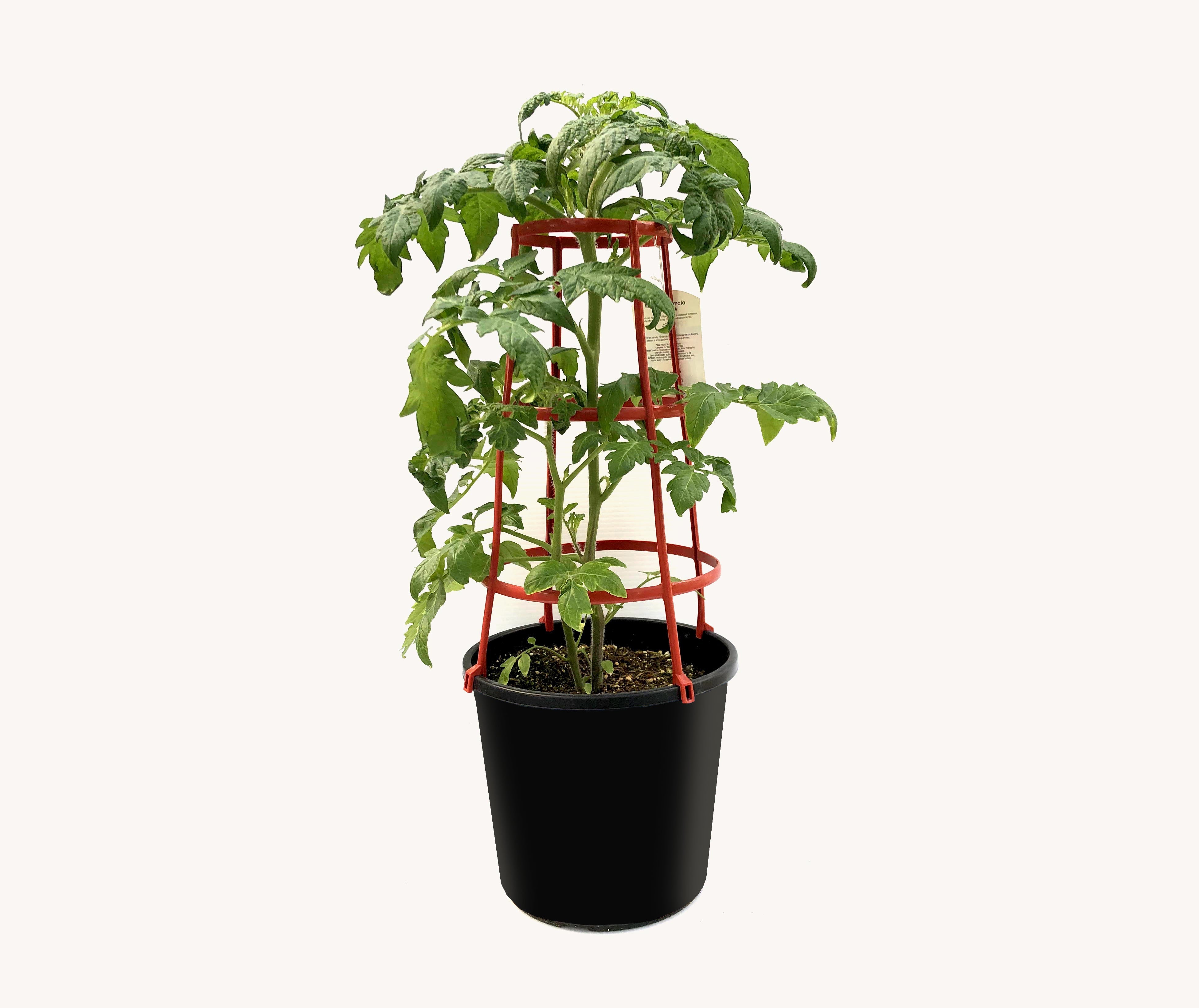 Tomato - Beefsteak (12" Pot with Cage)