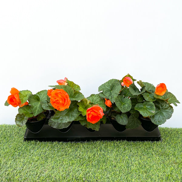 Begonia (Non Stop) (4" Pot)  5 Pack
