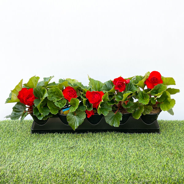Begonia (Non Stop) (4" Pot)  5 Pack