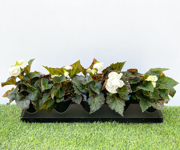 Begonia (Non Stop) (4" Pot)  5 Pack
