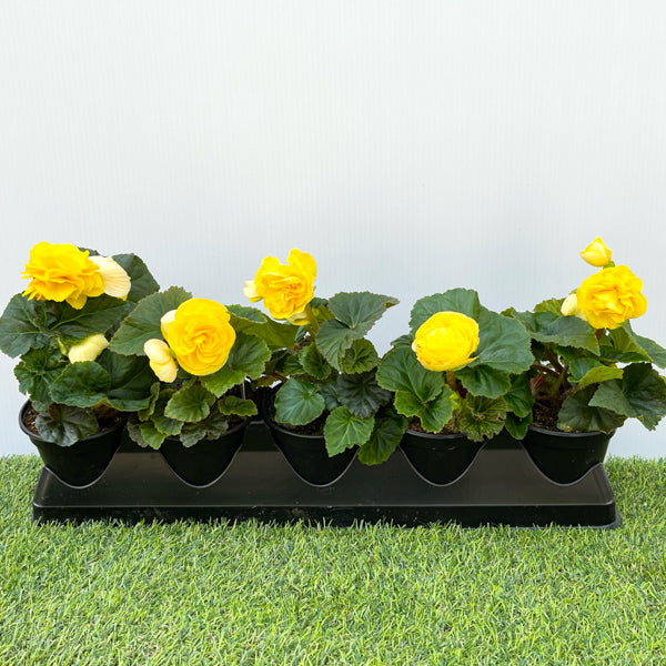 Begonia (Non Stop) (4" Pot)  5 Pack