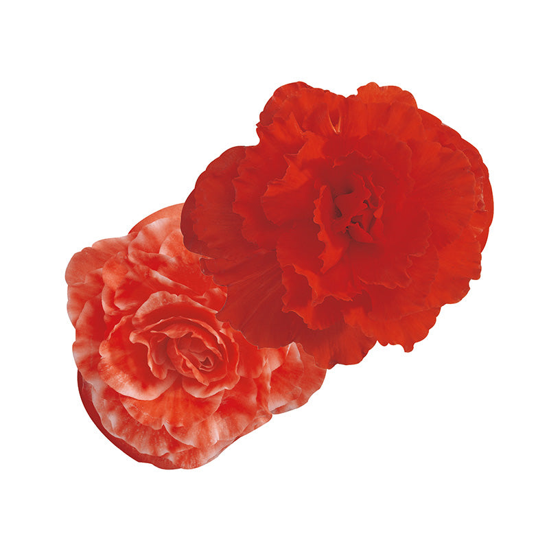 Begonia (Non Stop) (4" Pot)  5 Pack