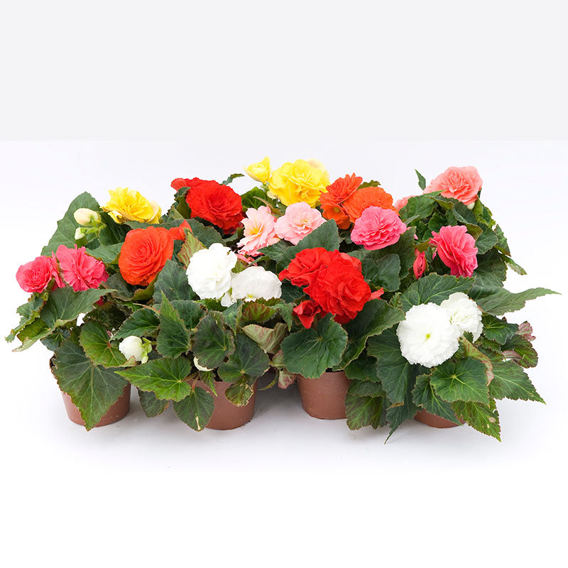Begonia (Non Stop) (4" Pot)  5 Pack