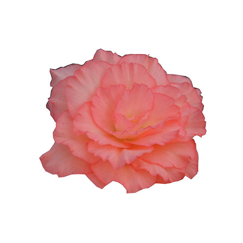 Begonia (Non Stop) (4" Pot)  5 Pack