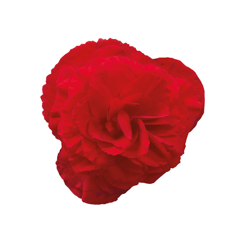 Begonia (Non Stop) (4" Pot)  5 Pack