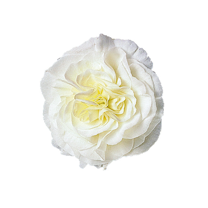 Begonia (Non Stop) (4" Pot)  5 Pack