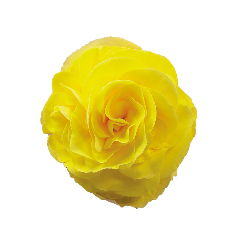 Begonia (Non Stop) (4" Pot)  5 Pack