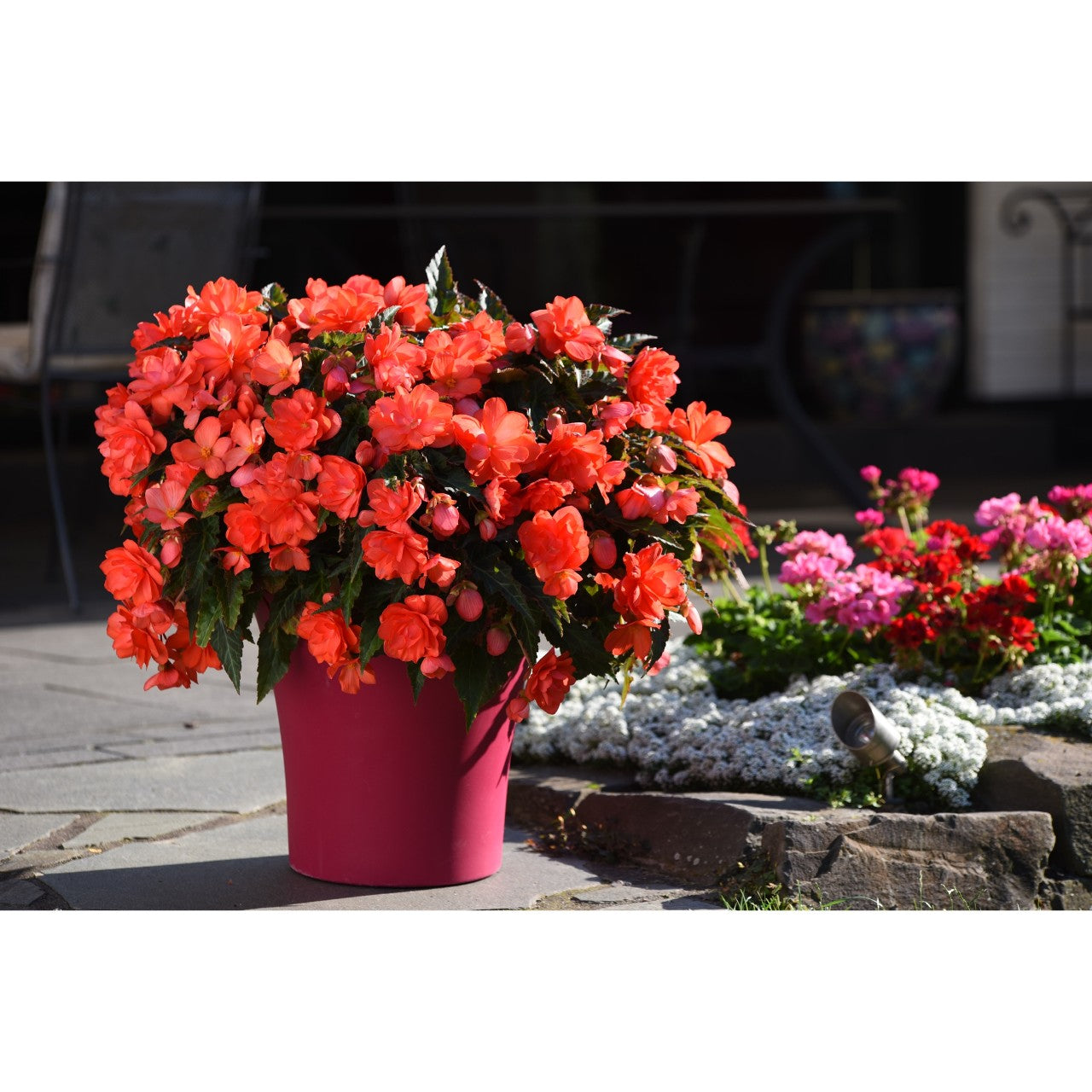 Begonia (6" Pot) 2 Pack