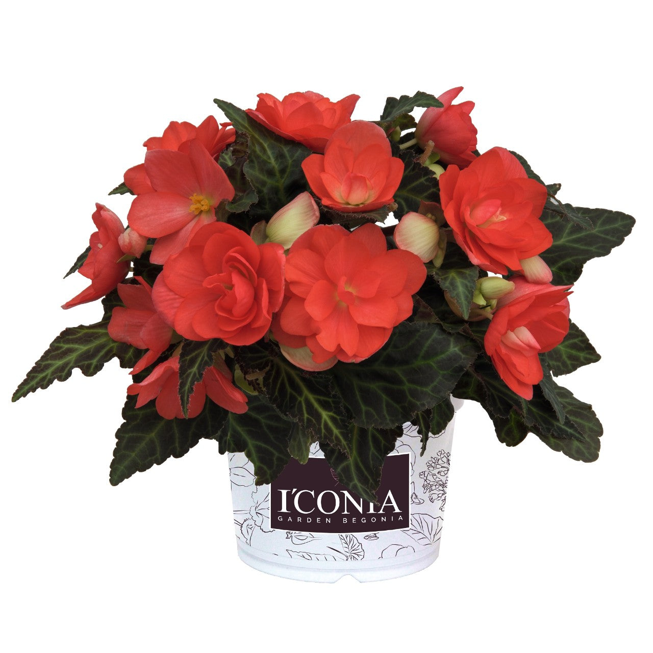Begonia (6" Pot) 2 Pack