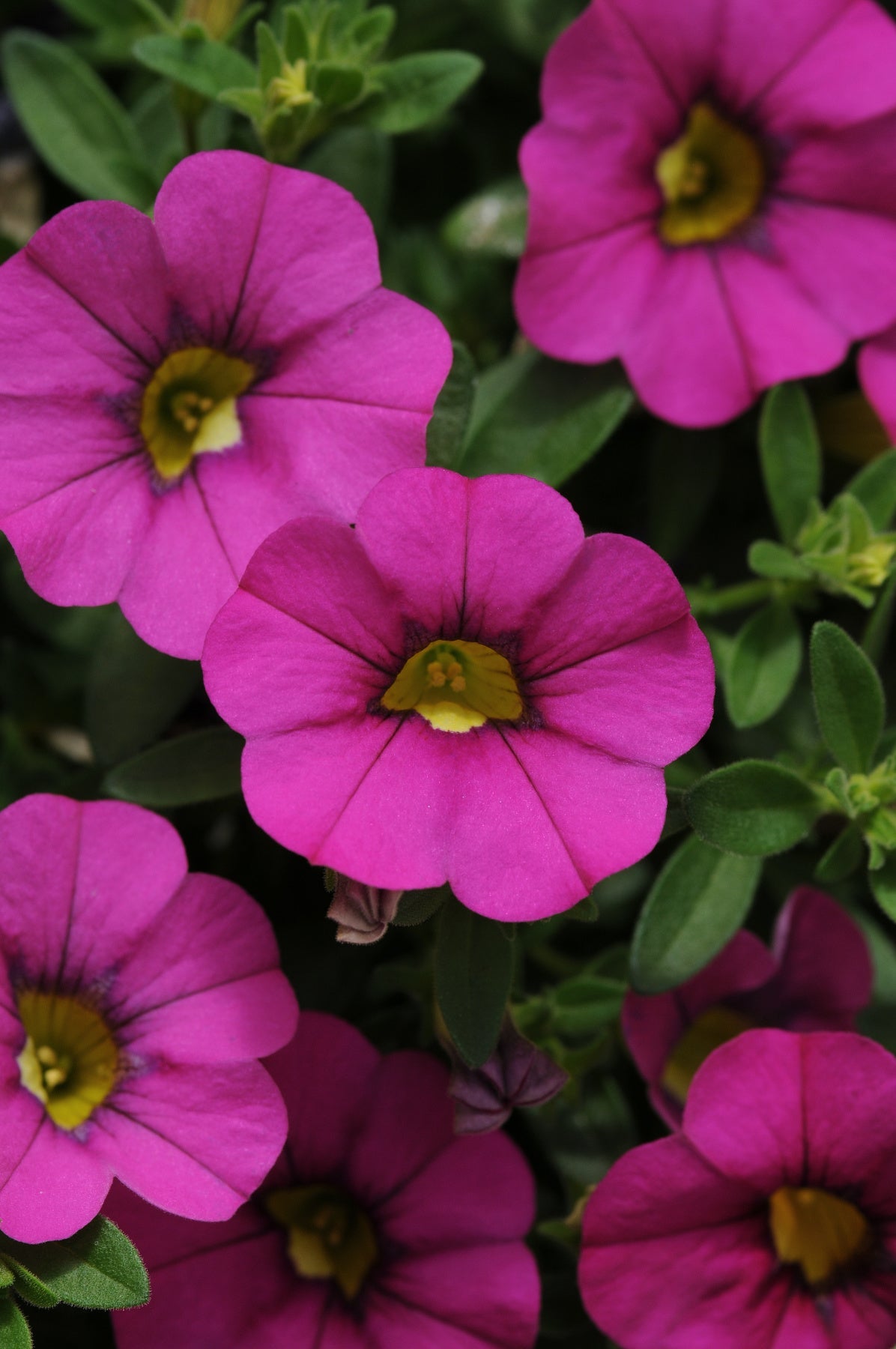 Calibrachoa (4" Pot)  5 Pack