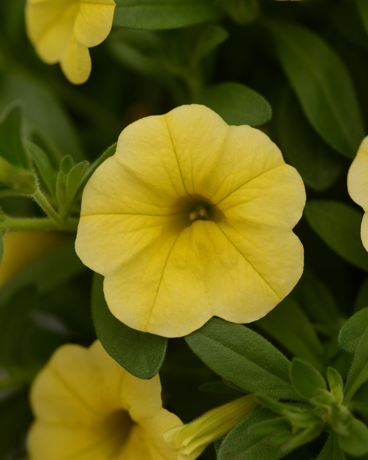 Calibrachoa (4" Pot)  5 Pack