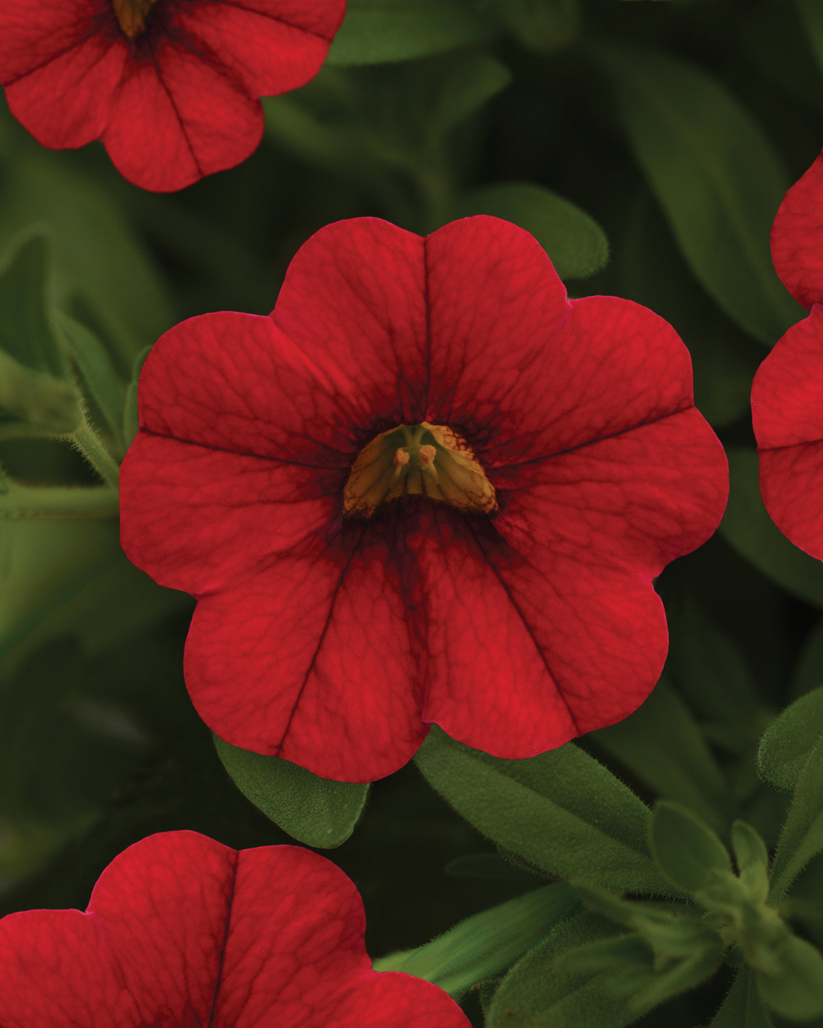 Calibrachoa (4" Pot)  5 Pack