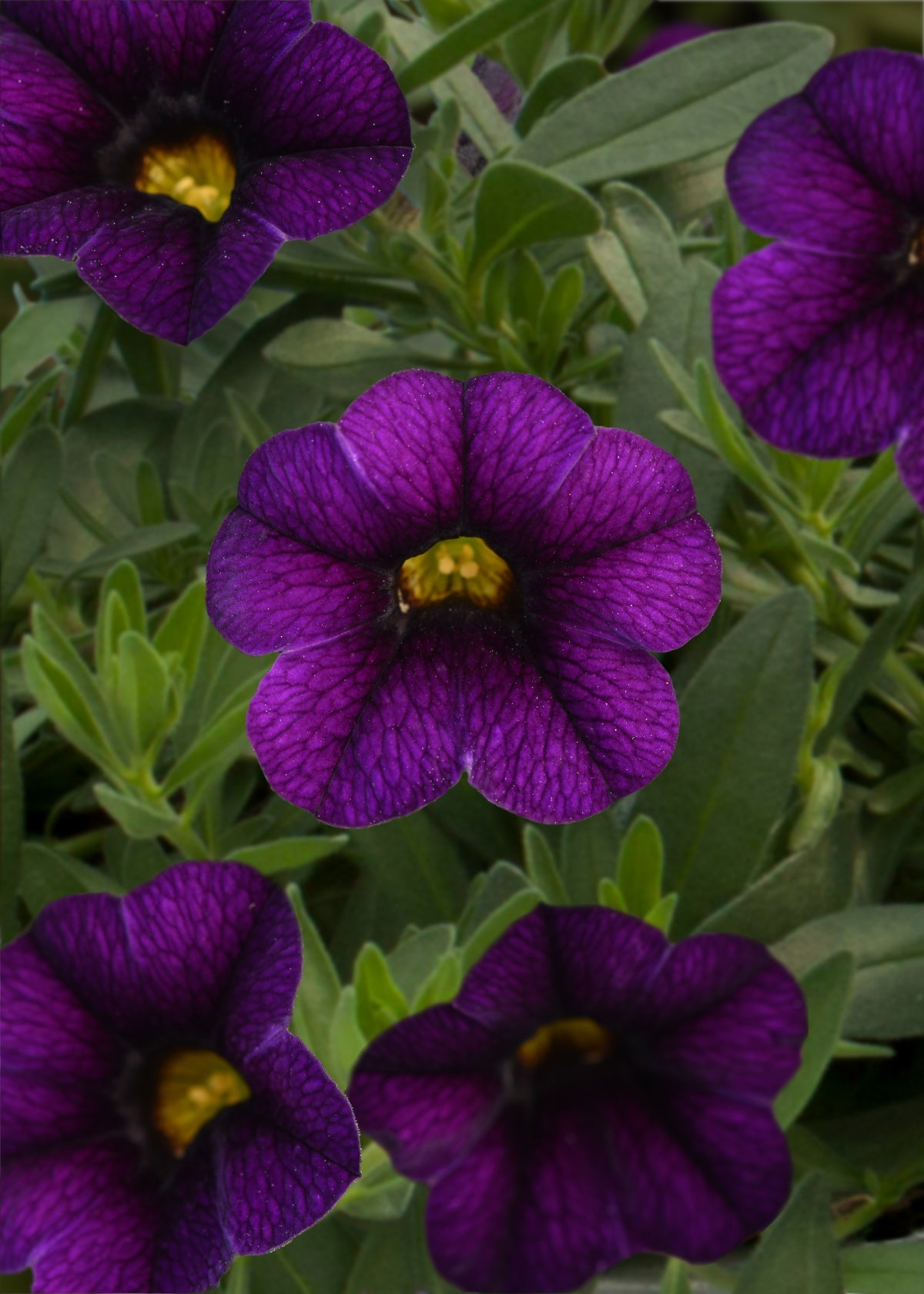 Calibrachoa (4" Pot)  5 Pack