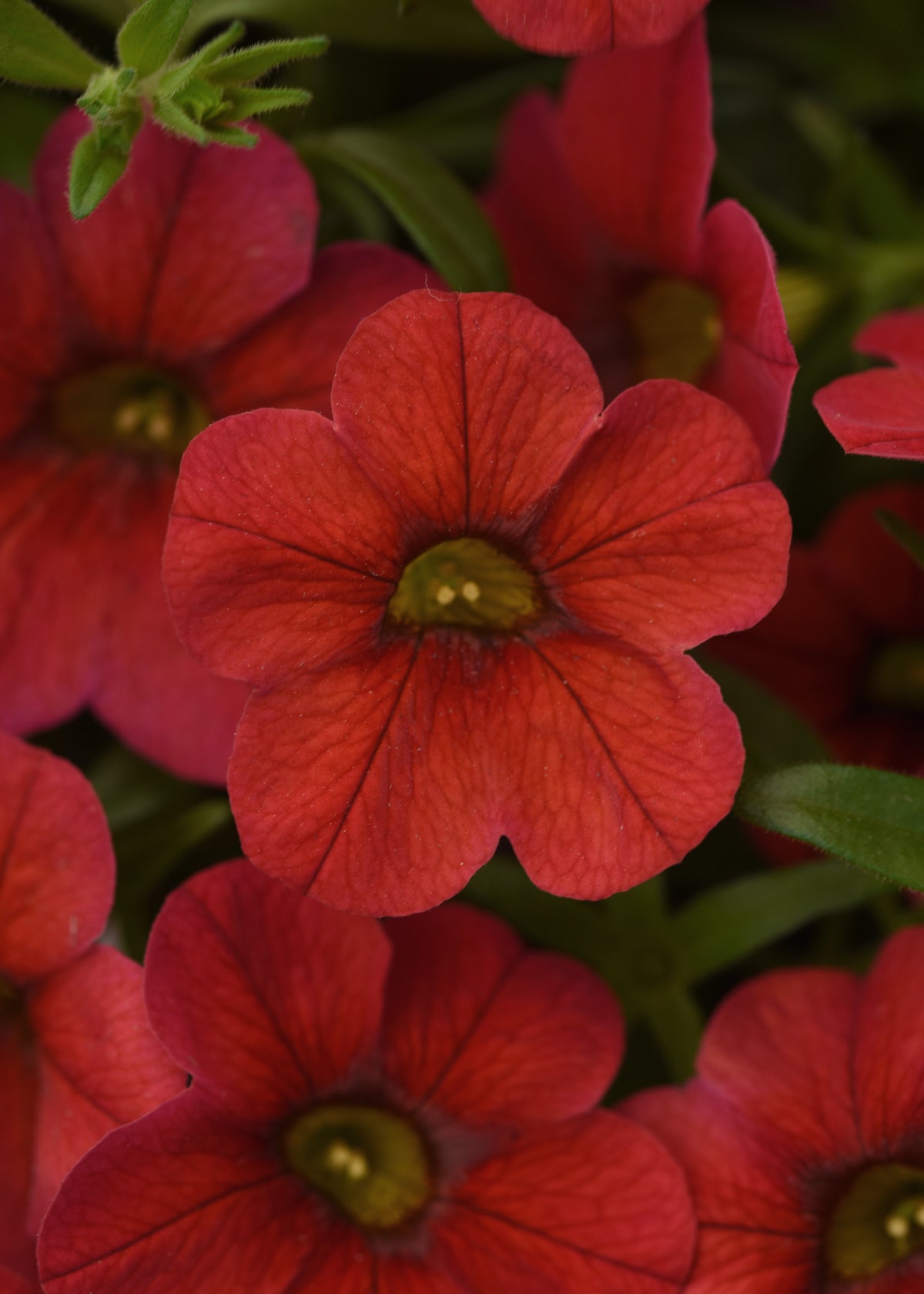 Calibrachoa (4" Pot)  5 Pack