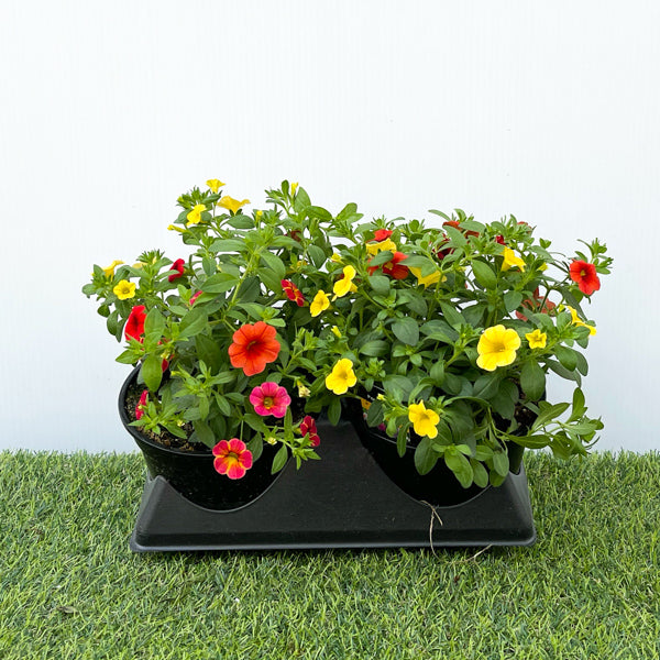 Calibrachoa Multi-Colour (6" Pot) 2 Pack