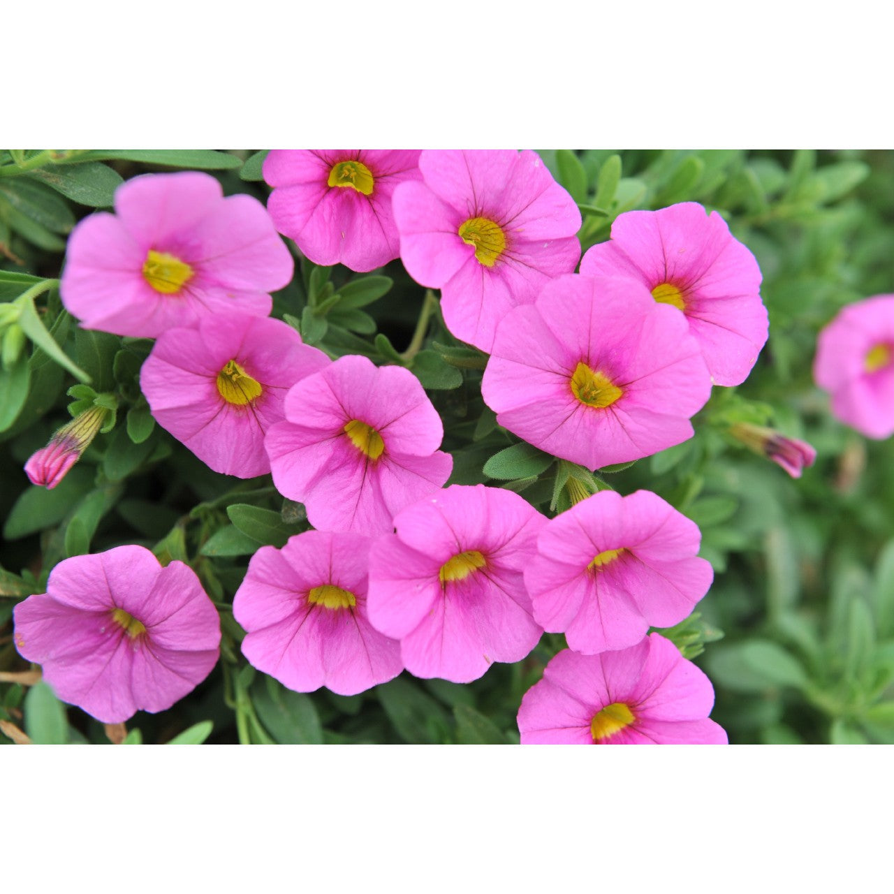 Calibrachoa (4" Pot)  5 Pack