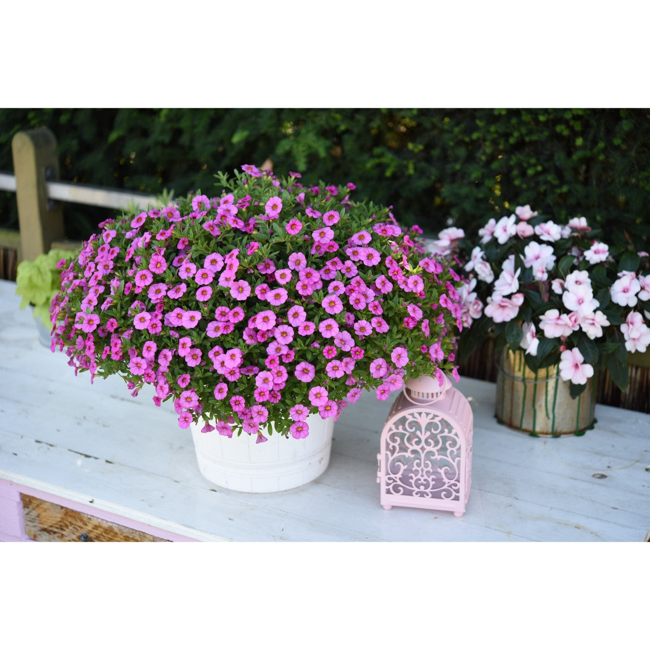 Calibrachoa (4" Pot)  5 Pack
