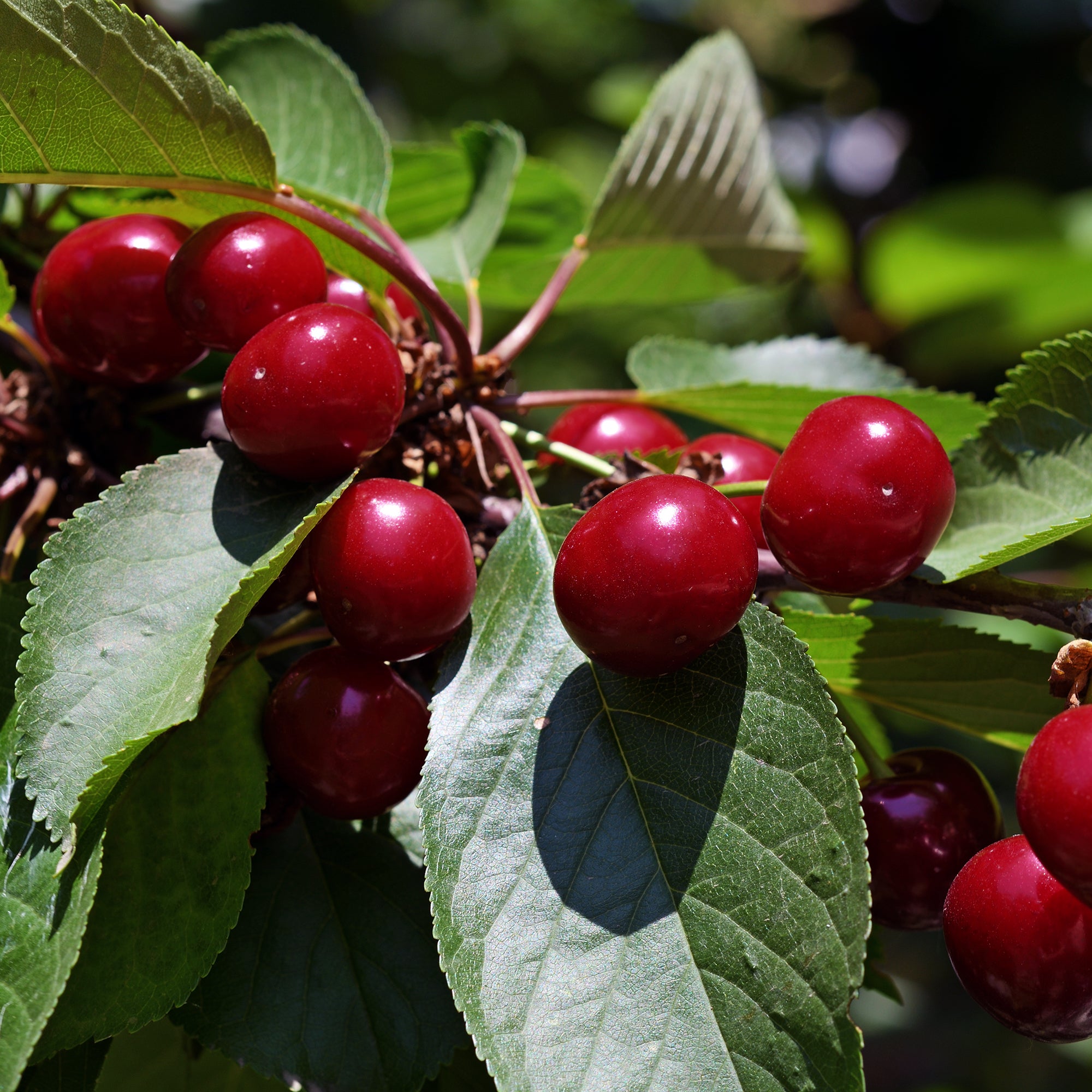 Cherry (2 Gal)