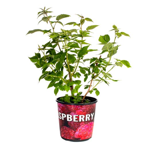 Raspberry (2 Gal)