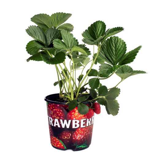 Strawberry (2 Gal)