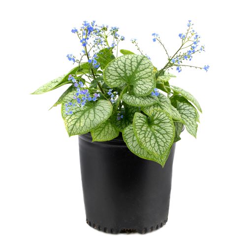 Brunnera (2 Gal)