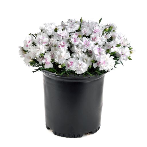 Dianthus (2 Gal)