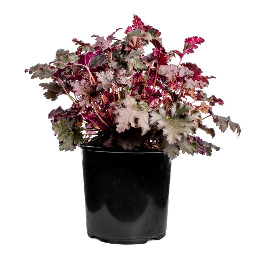 Heuchera (2 Gal)