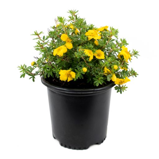 Potentilla (2 Gal)