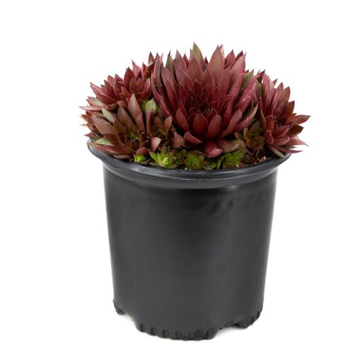 Sempervivum (Hens & Chicks) (2 Gal)