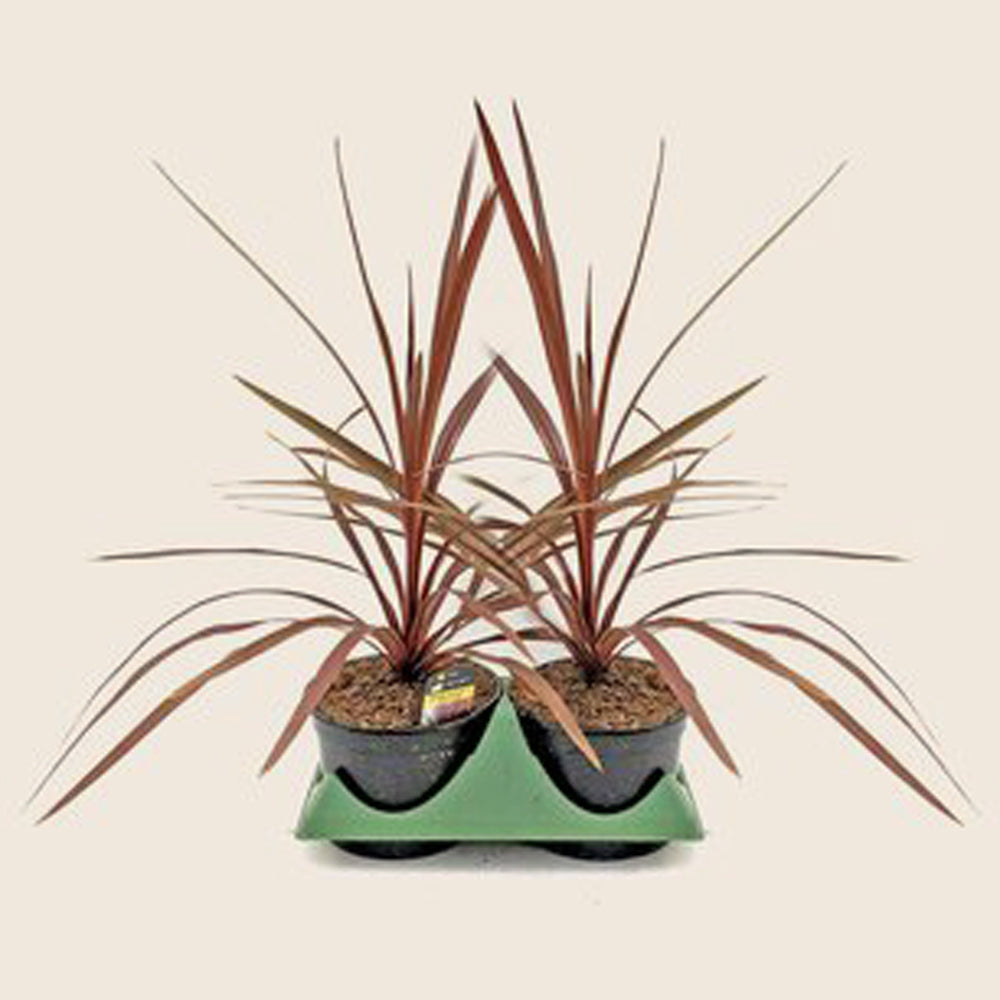 Cordyline (6" Pot) 2 Pack